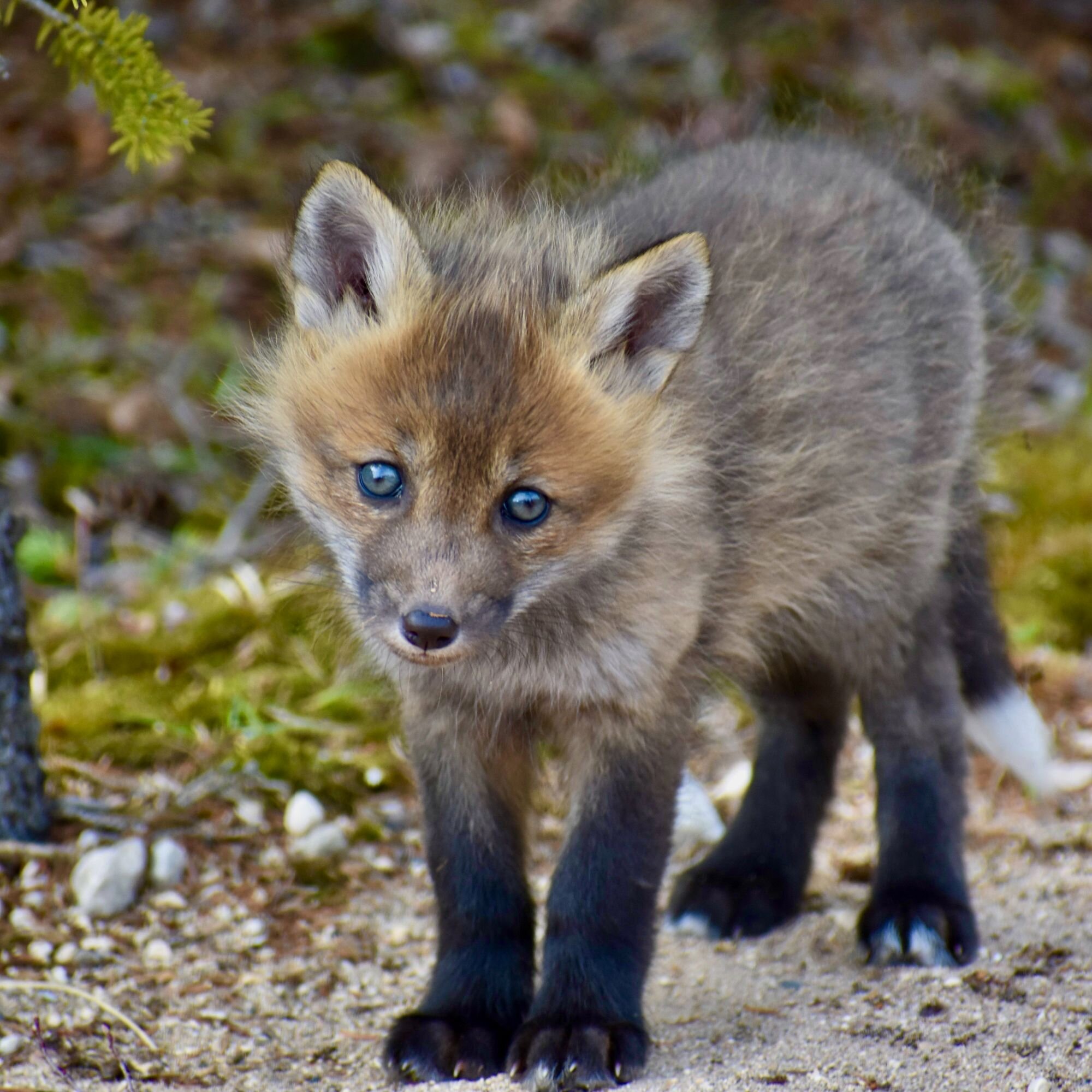 red fox kit